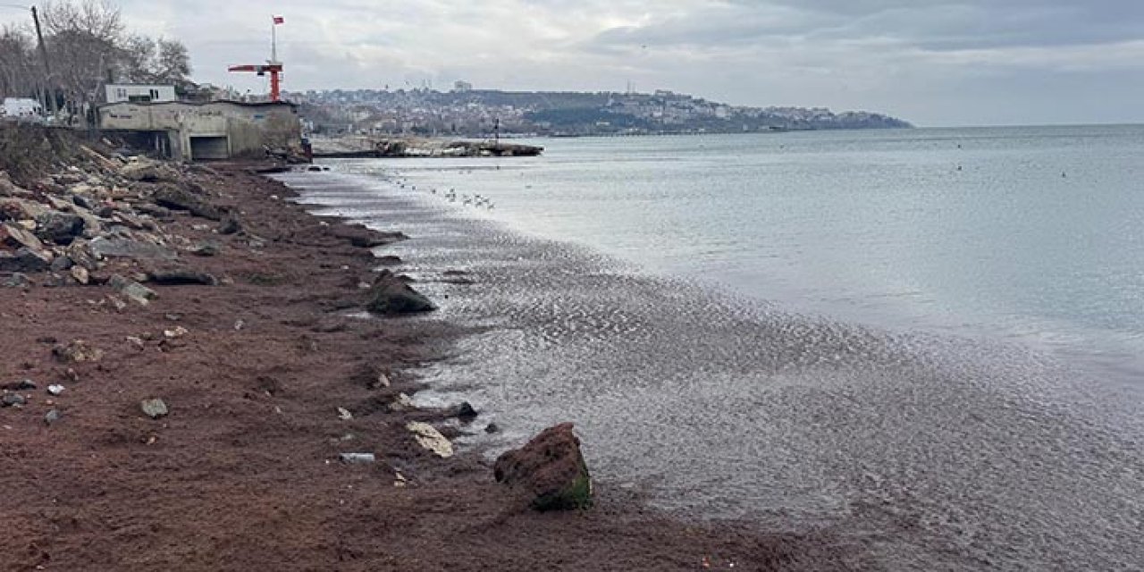 Tekirdağ sahilini kırmızı yosunlar kapladı