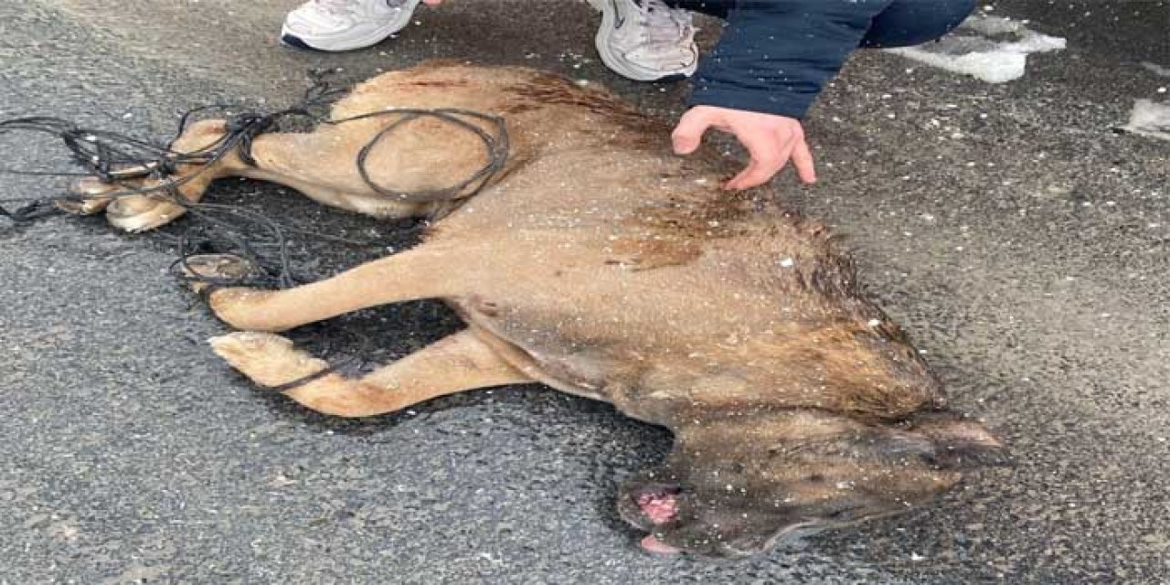 Kayseri’de Dehşet! Ayakları Bağlanan Köpek Silahla Öldürüldü