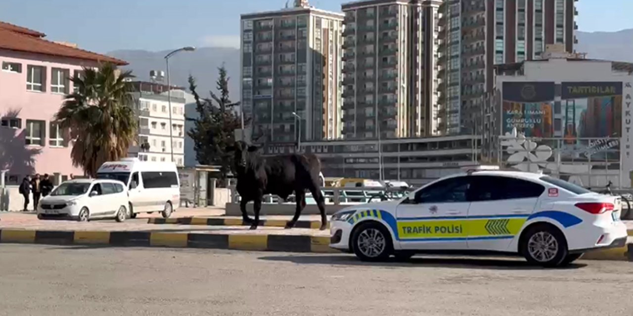 Hatay’da limandan kaçan angus şehri birbirine kattı