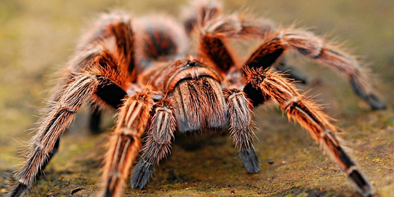 Türkiye’de yasadışı tarantula satışı