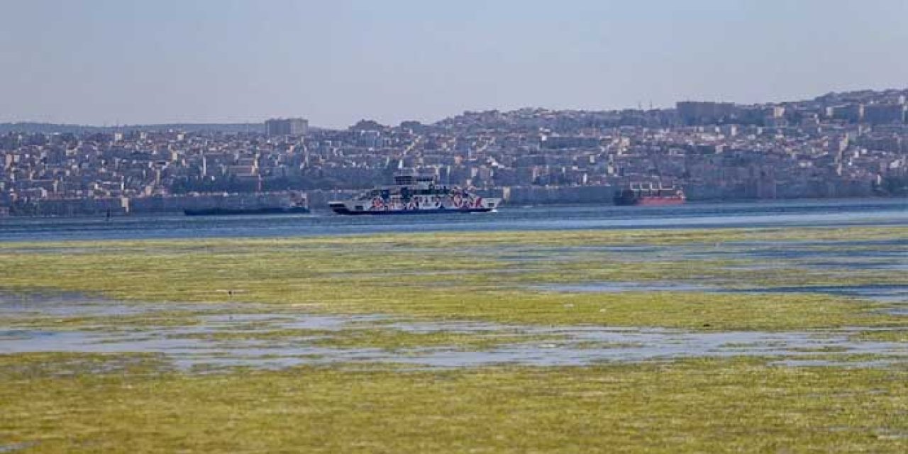 İzmir Körfezi’nde Kirlilik Endişesi: Bostanlı Sahili Deniz Marullarıyla Kaplandı