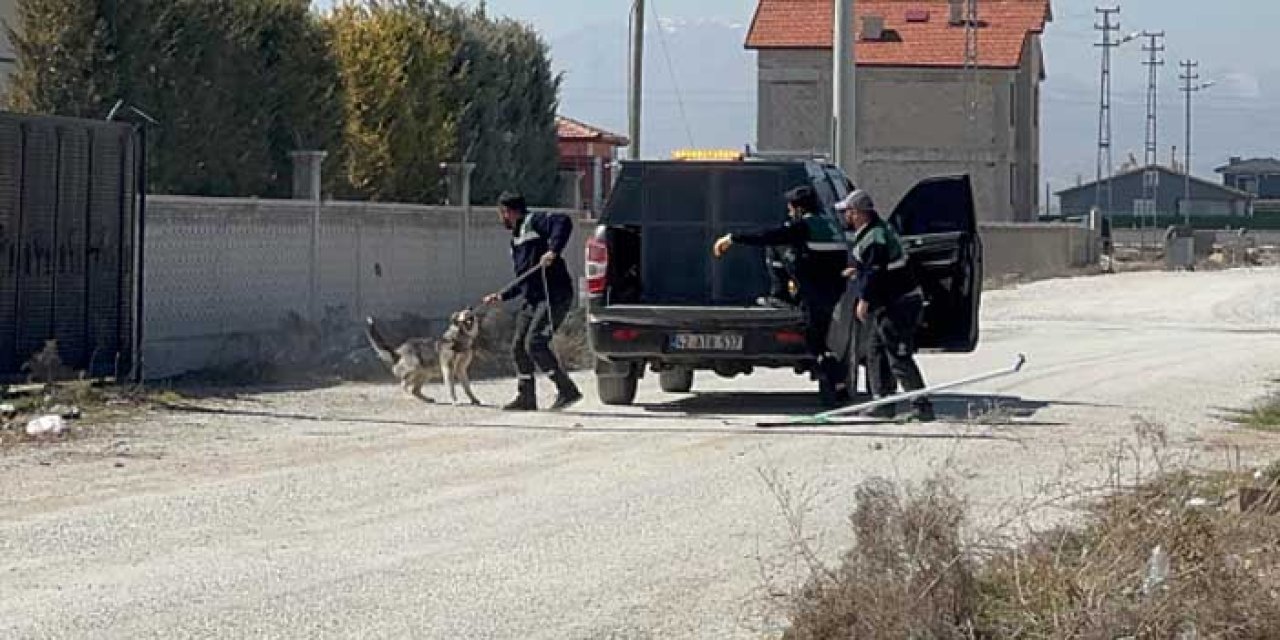 Konya’da Sokak Köpekleri 2 Yaşındaki Çocuğa Saldırdı