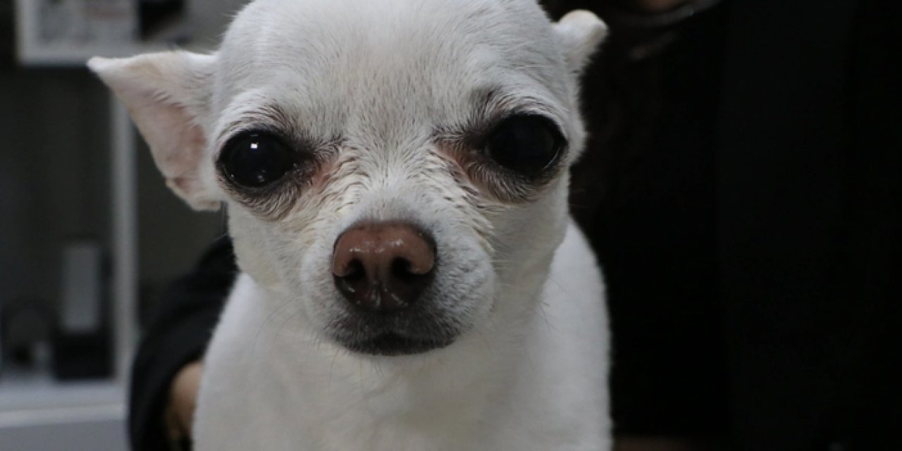 Adana’da horlama sorunu olan köpek tedavi edildi