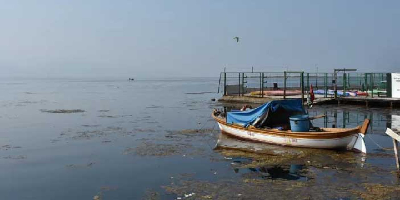 İzmir'in başı belada! Her yeri istila ediyor