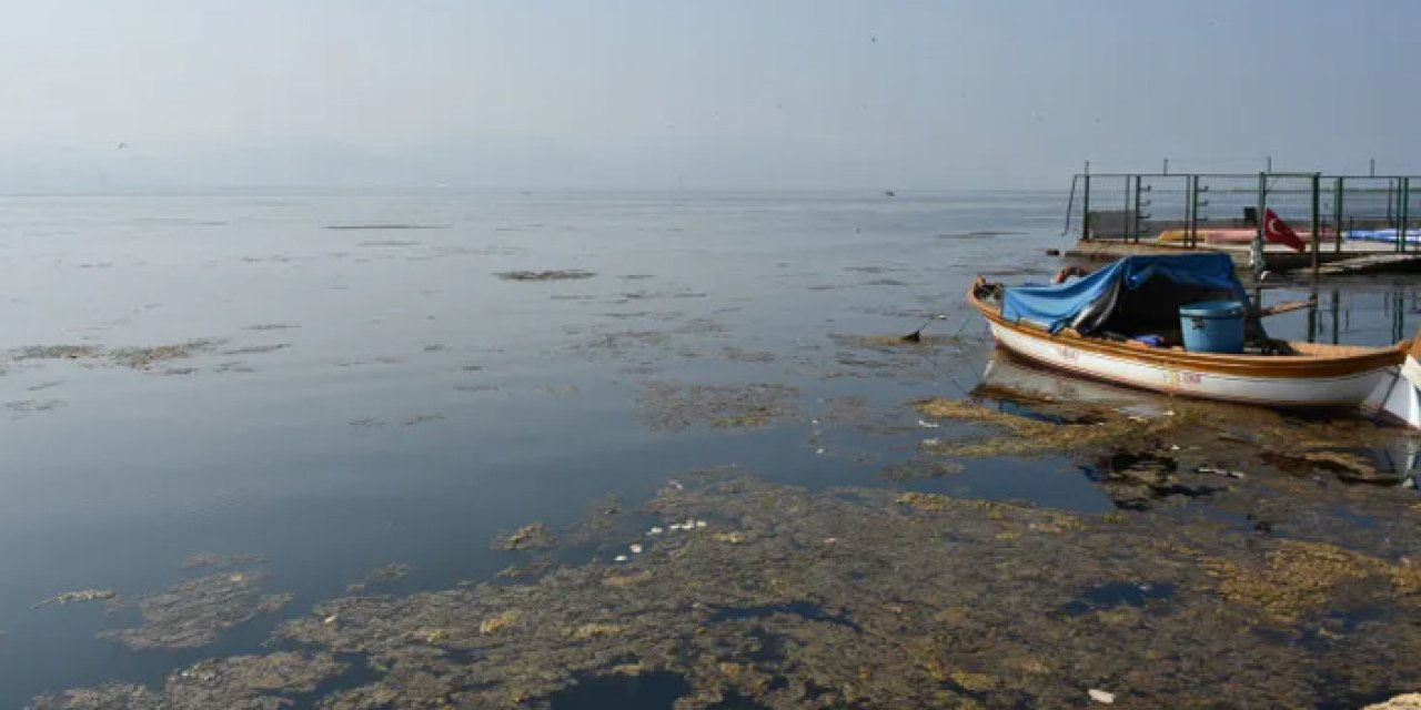 İzmir Körfezi'ni "Deniz Marulu" bastı: Kirlilik alarmı verildi