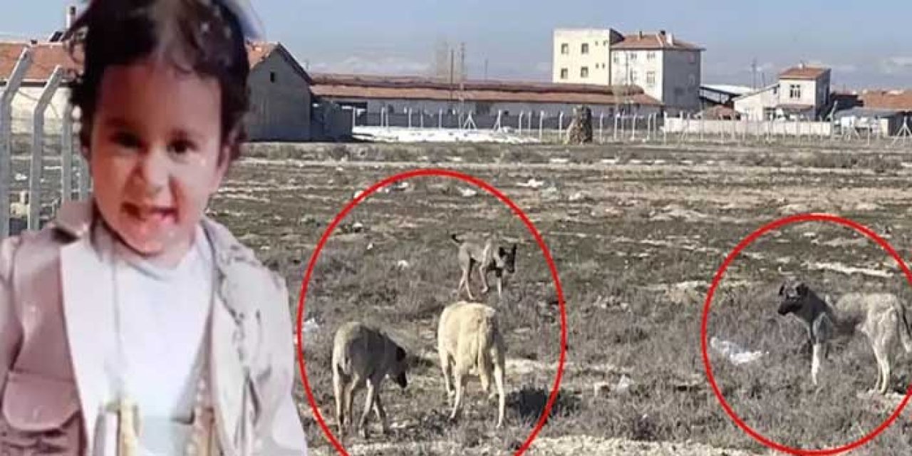 Konya'da 2 yaşındaki Rana sokak köpekleri tarafından öldürüldü