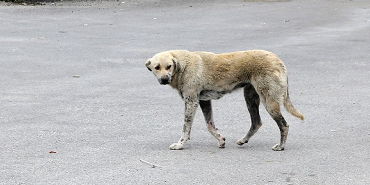 Başıboş köpeklerin saldırdığı 11 yaşındaki çocuk ağır yaralandı