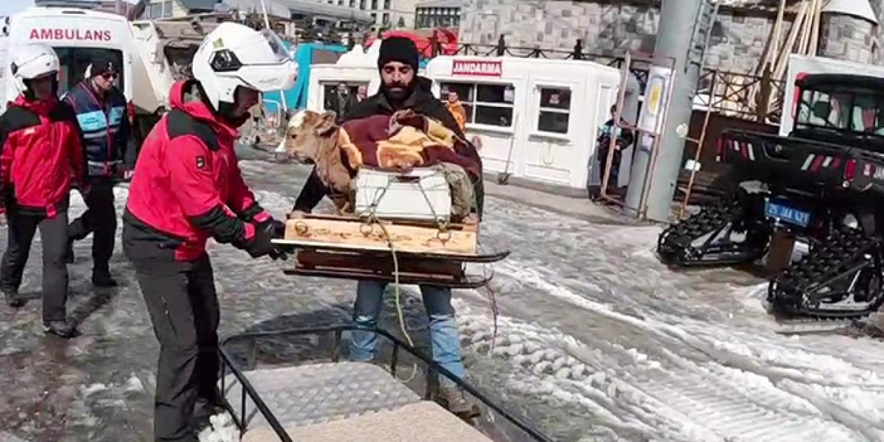 Jandarma buzağıyı kar motosikleti ile götürdü