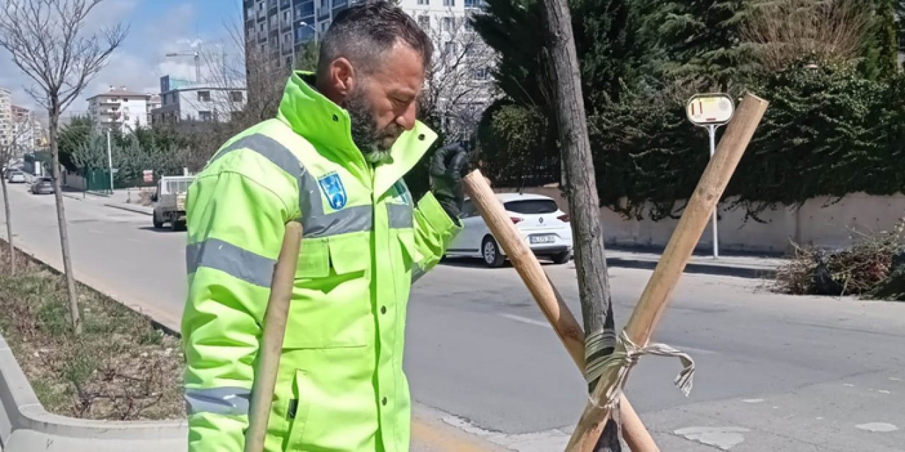 Büyükşehirden şikayetlere hızlı çözüm: Eğilen ağaçlara müdahale edildi