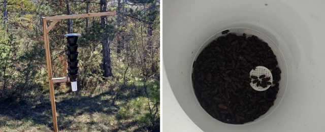 Mudurnu'da ormanları tehdit eden zararlı böceklere görülmemiş önlem