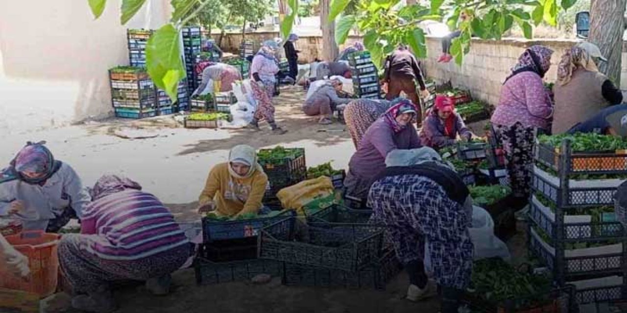 Manisa’da sezon açıldı… 80 liradan alınıyor!