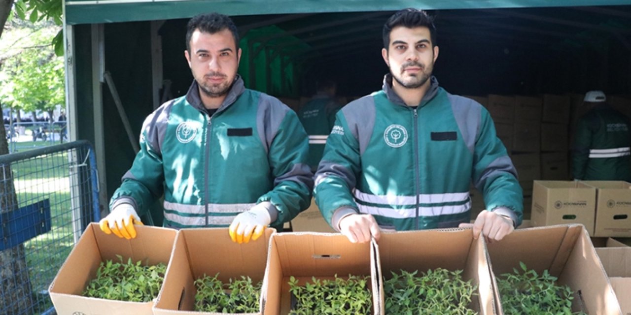 Kayseri’de binlerce domates fidesi dağıtıldı