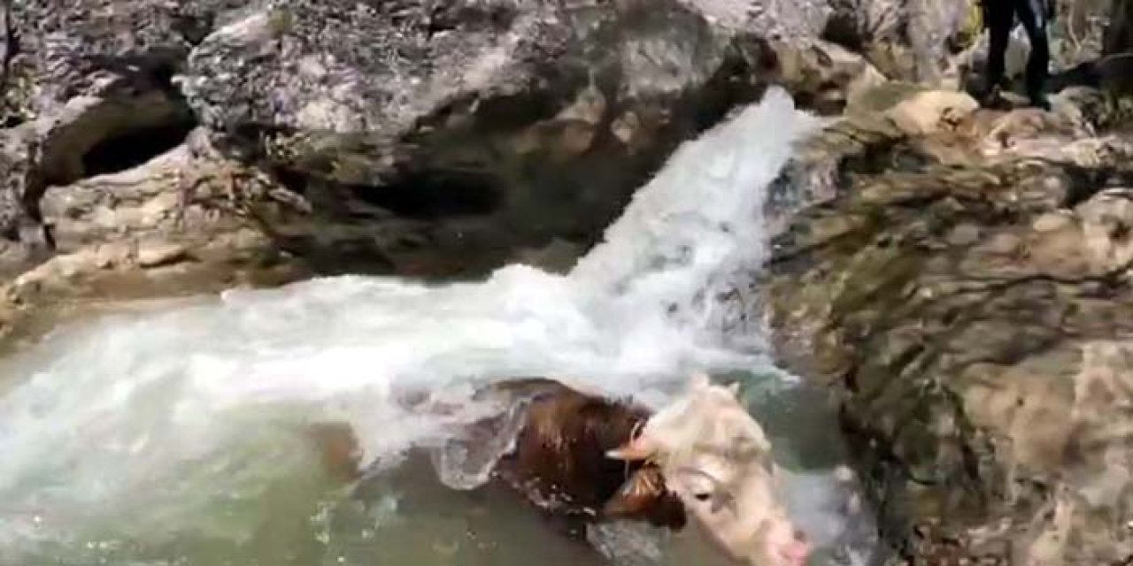 Kanyona düşen tosun 5 saatte kurtarıldı