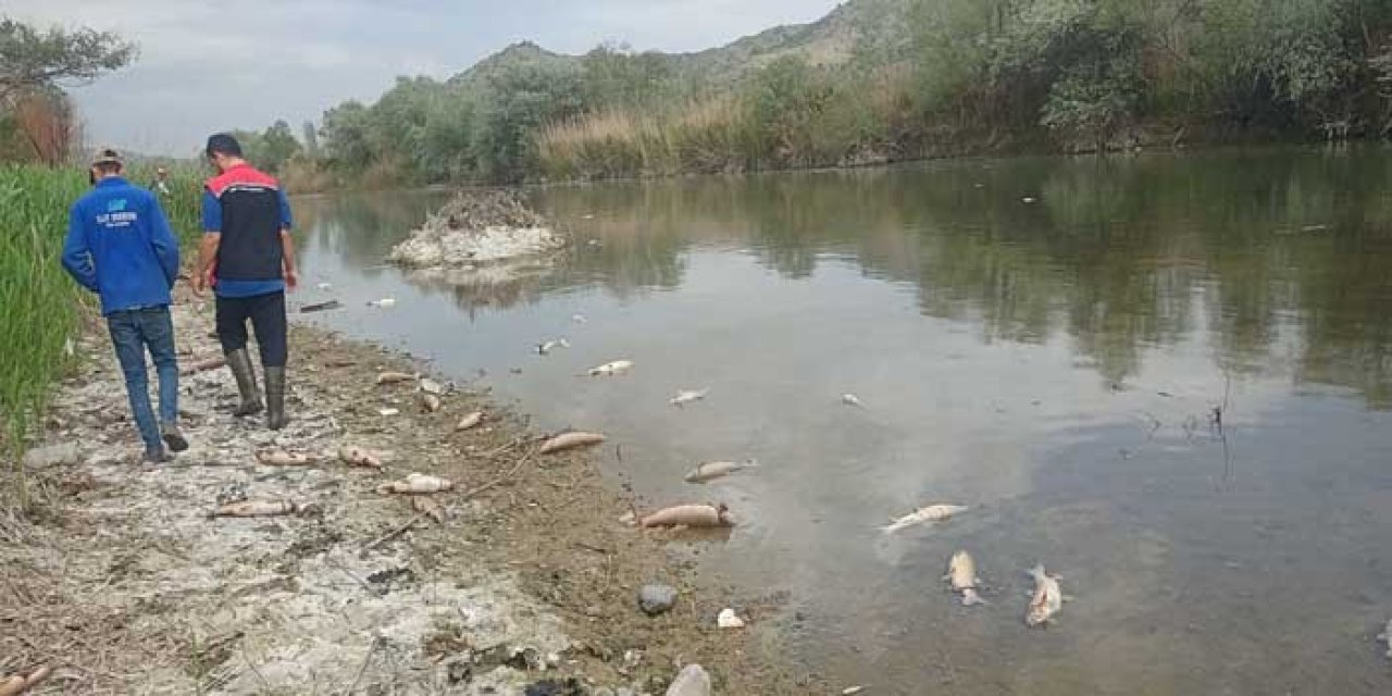 Çorum’da Kızılırmak’ta Balık Ölümleri: Kaçak Avcılık Şüphesi