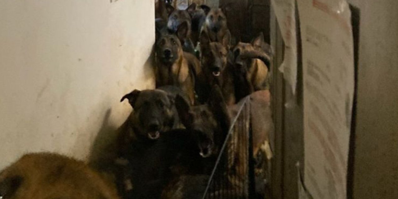 Tahliye edilen evden şok görüntü: 48 tane köpek çıktı