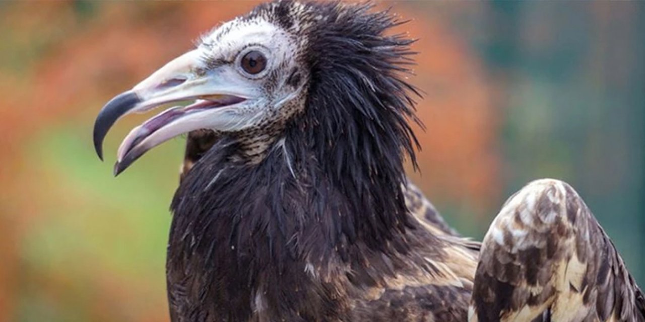 Kruger Parkı’nda vahşi yaşam felaketi: 123 akbaba zehirlenerek öldü
