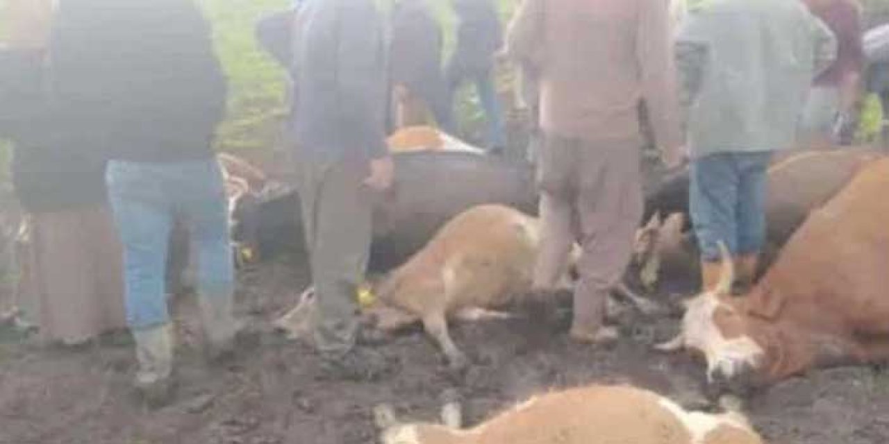 Kars’ta yıldırım düştü; 2 çoban yaralandı, 10 büyükbaş öldü