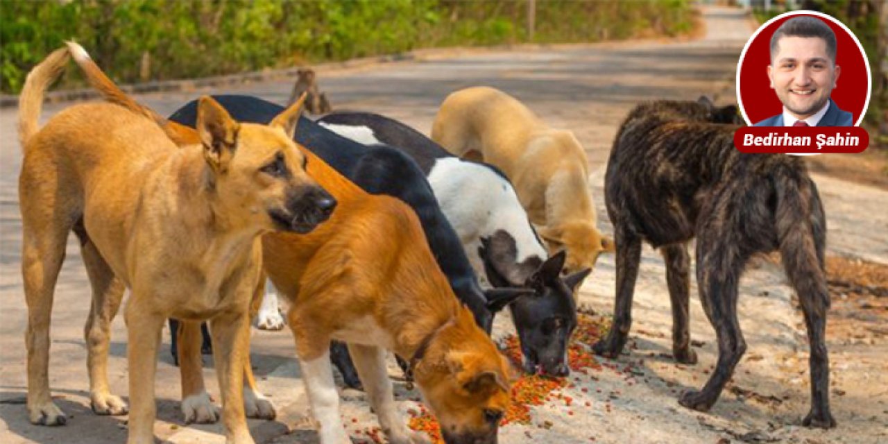 Çankaya Belediyesi tonlarca köpek maması satın alacak
