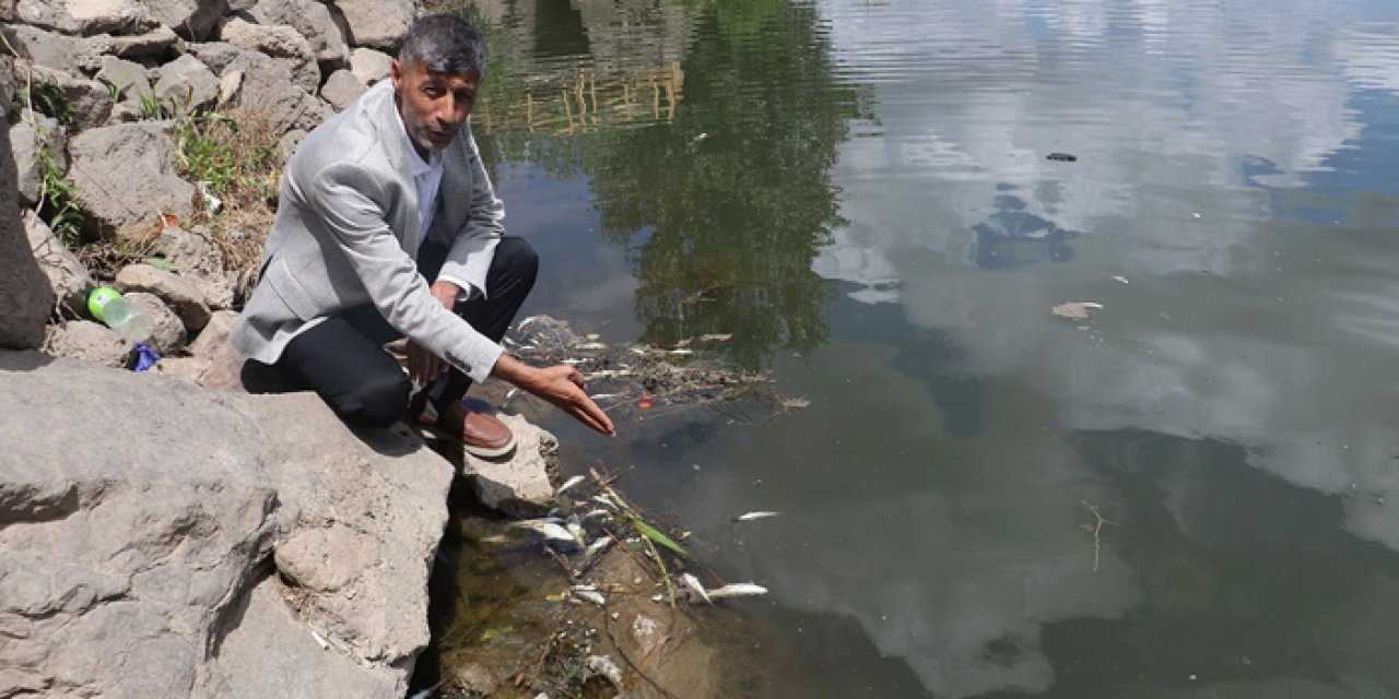 Dicle Nehri'nde toplu balık ölümleri: Uzmanlar kirliliğe dikkat çekti