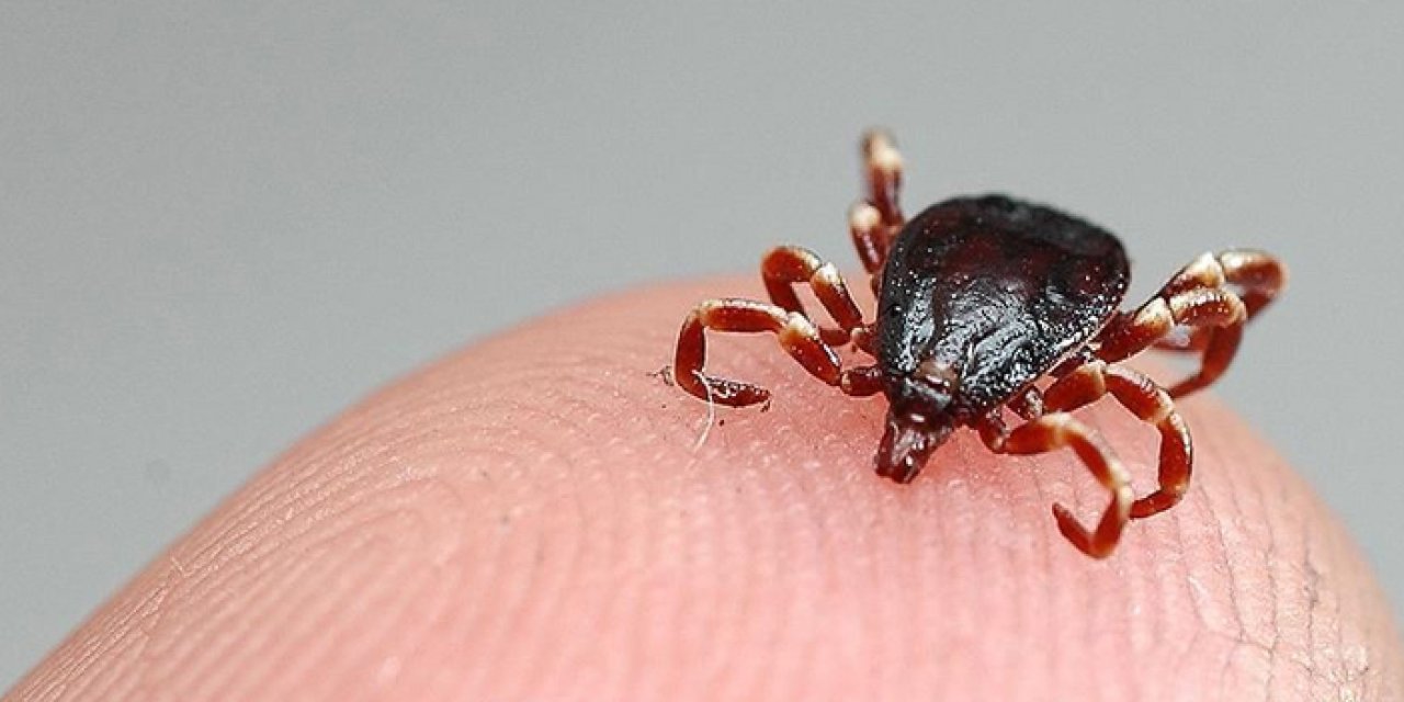 Sivas Valiliği'nden KKKA uyarısı: Keneye karşı tedbirli olun
