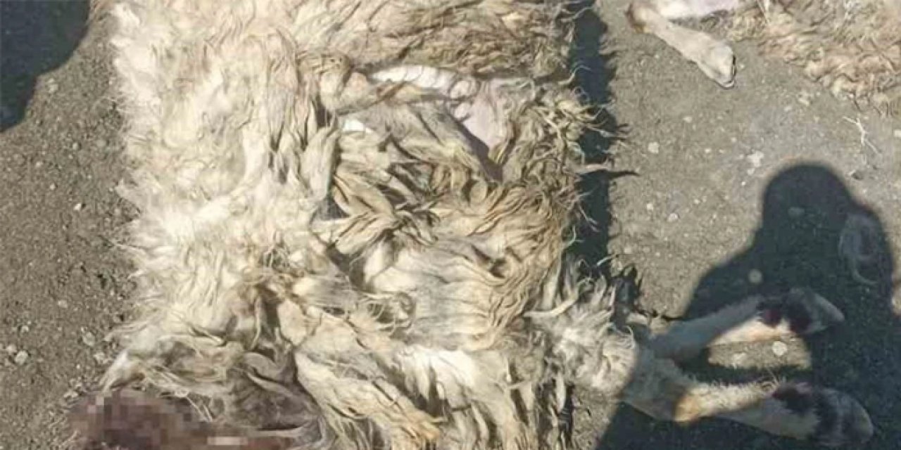 Burdur’da kurt saldırısı: 12 koyun telef oldu