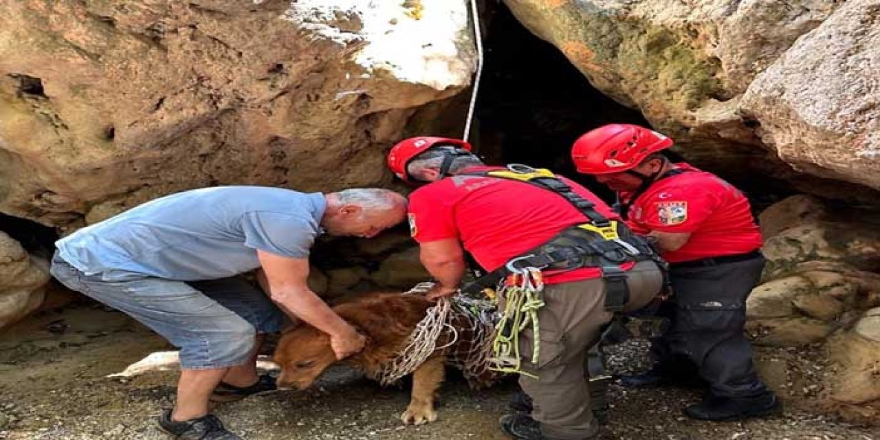 Dere yatağında mahsur kalan köpeği, AKUT ekibi kurtardı