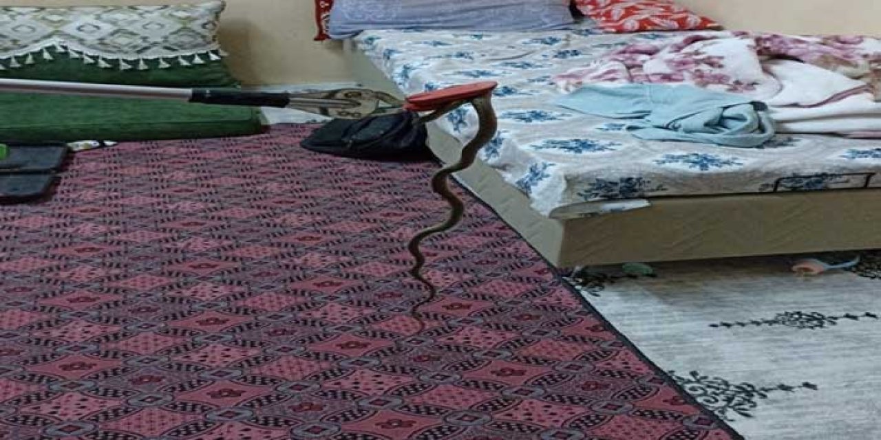 Eve giren yılan, itfaiye görevlilerince yakalandı