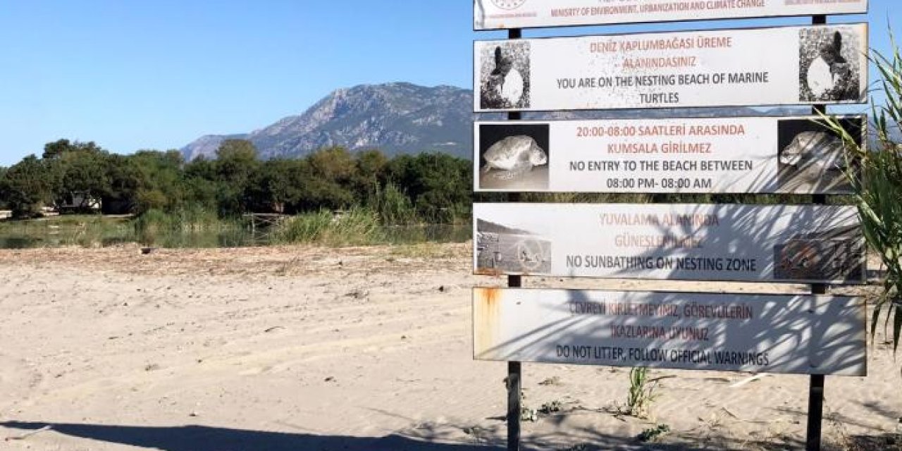 Deniz kaplumbağaları için Akdeniz sahillerine giriş yasağı başladı
