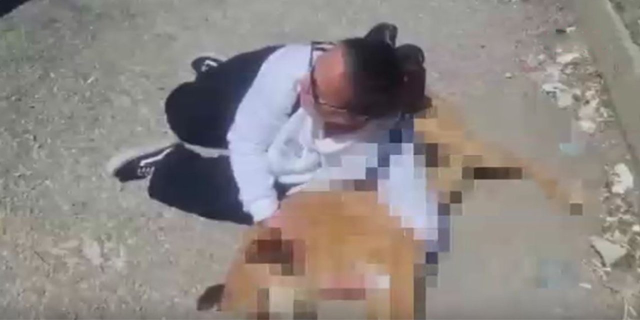Köpek cesedini belediyeye getirdiler: Çankaya Belediyesi’nin başı dertte