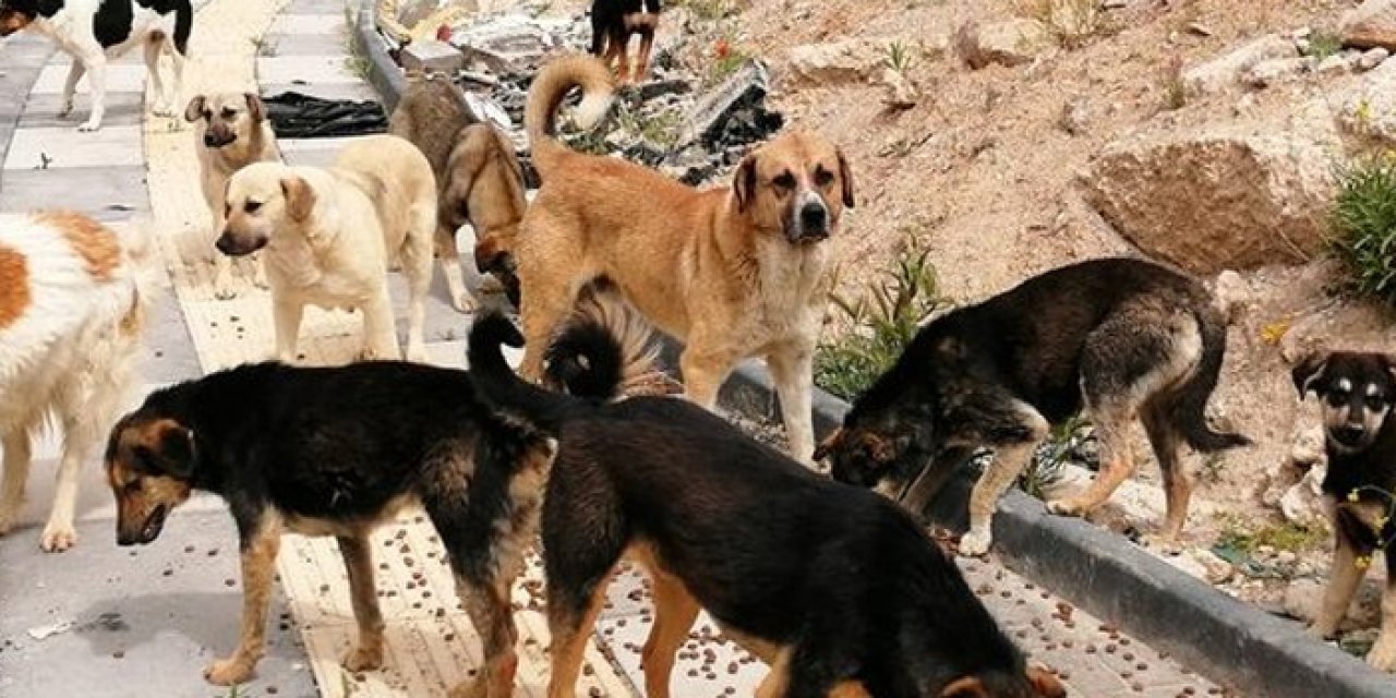 Başıboş köpekler için 3 günlük açlık grevi: İstanbul, İzmir ve Eskişehir’de başladı