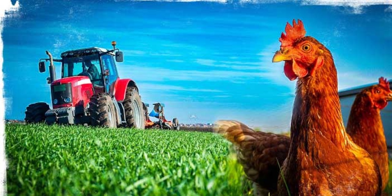 Tarımsal destek ödemeleri bugün çiftçilerin hesaplarına yatıyor