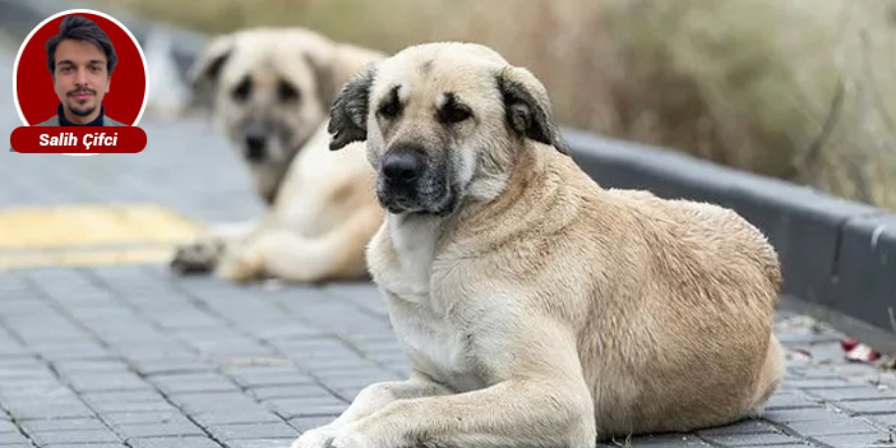 Ankara’da sahipsiz köpekler için yeni düzenleme: Bazı ilçe belediyeleri köpekleri ABB’ye teslim edecek