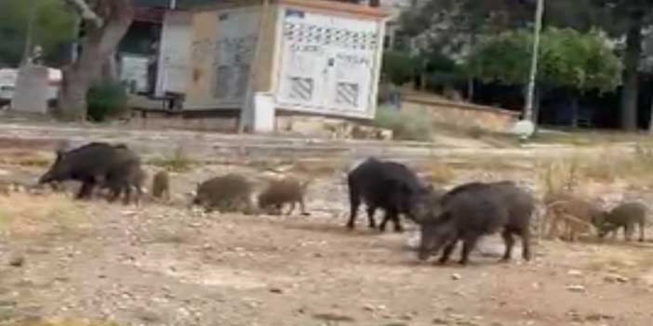 İzmir'de halk gergin: Bornova'da domuzlar yine sokaklarda