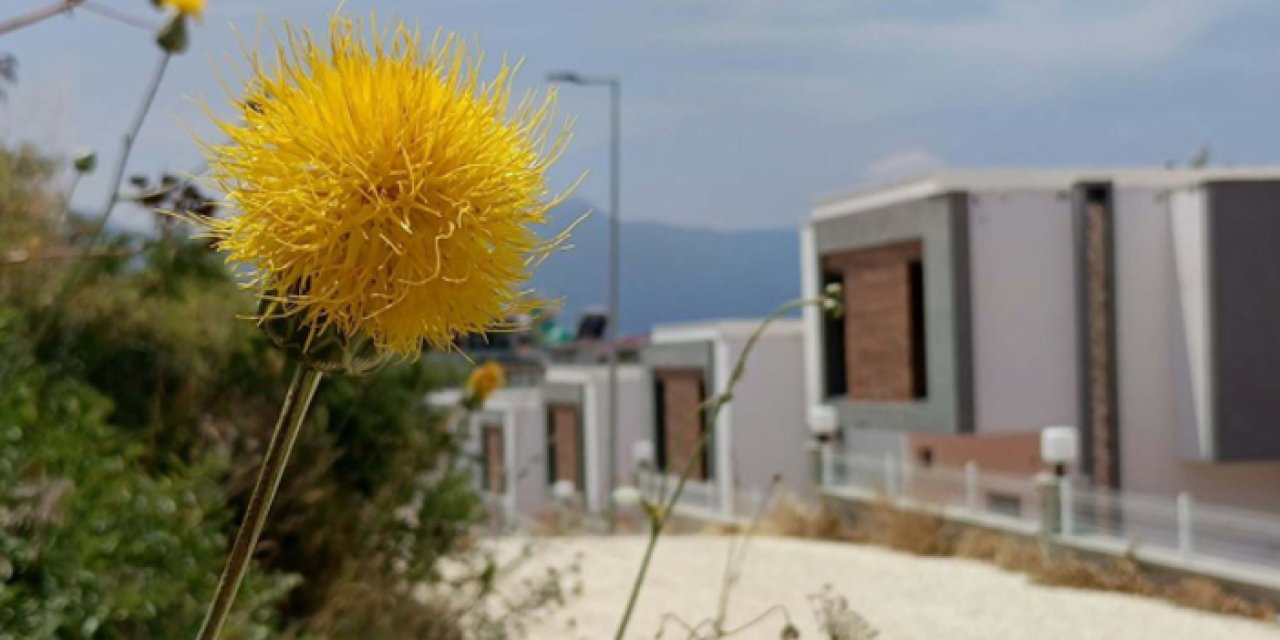 Aydın’ın endemik güzeli ‘Tülüşah’ yeniden açtı: Koparmanın cezası 557 bin TL