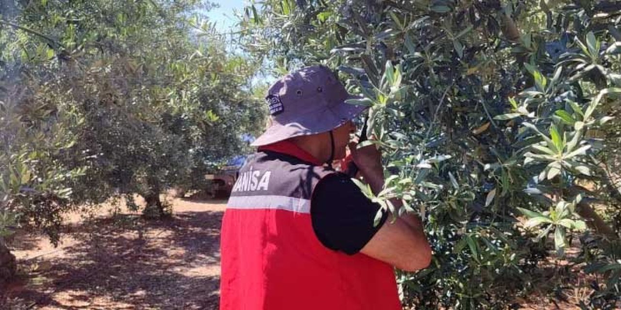 Manisa’da Zeytin Güvesi Tehlikesi: 5 Mahallede Görüldü!