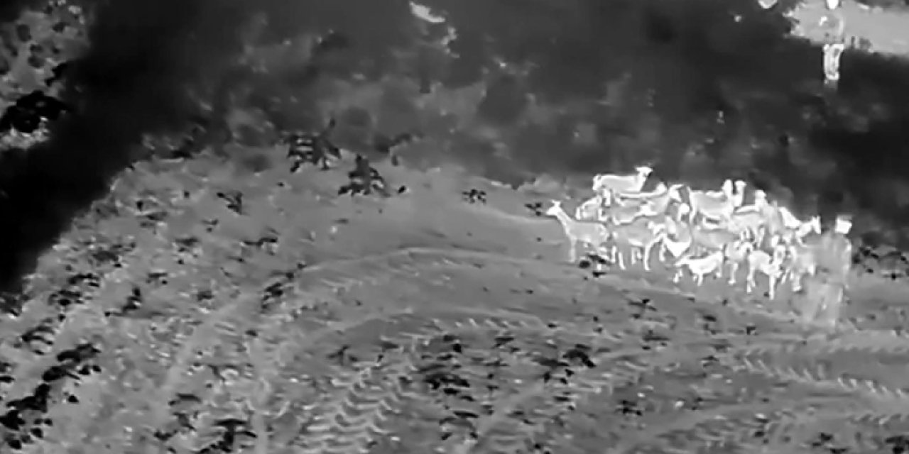Tekirdağ’da kayıp küçükbaşlar dronla bulundu