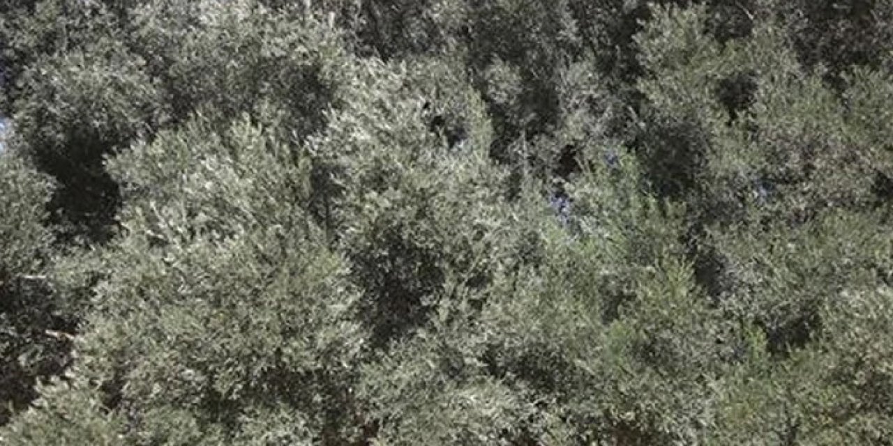 İşgal altındaki Batı Şeria’da zeytinlik katliamı