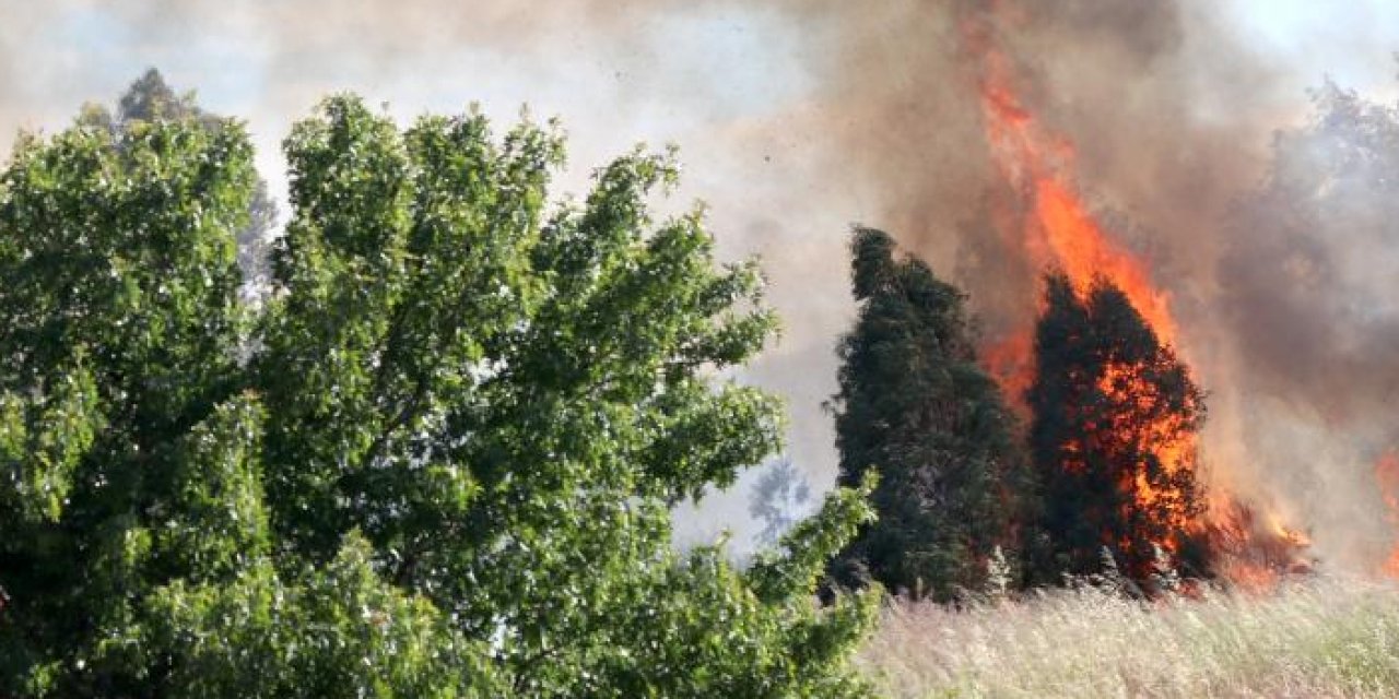 Urla'da mangal ateşi ormanı kül etti: Bir kişi tutuklandı