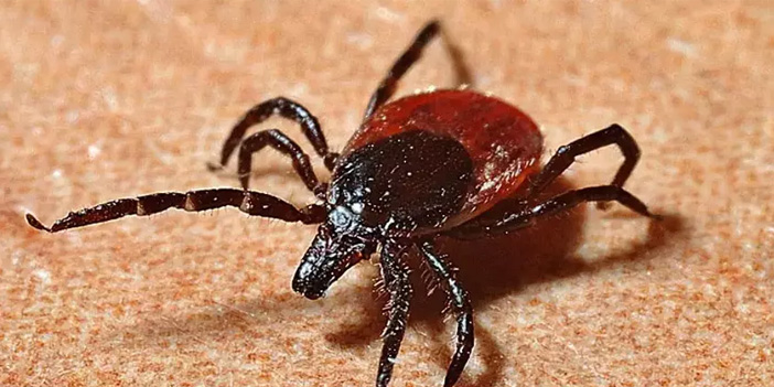 İstanbul'da artan kene türleri : zararsız tür "Rhipicephalus" oldu