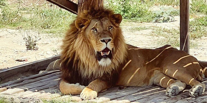 Manavgat’ta aslan dehşeti: 1 kişi ağır yaralandı