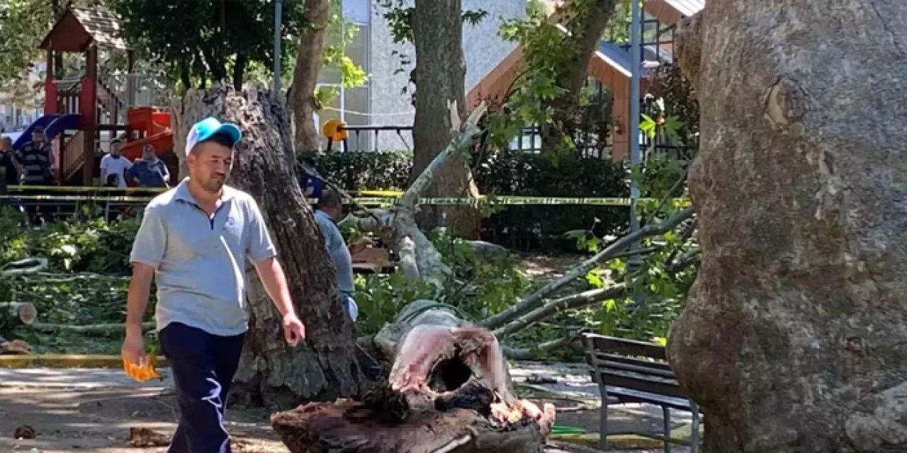 Çınar Dalı Faciası: 1 Kişi Hayatını Kaybetti, 2 Yaralı
