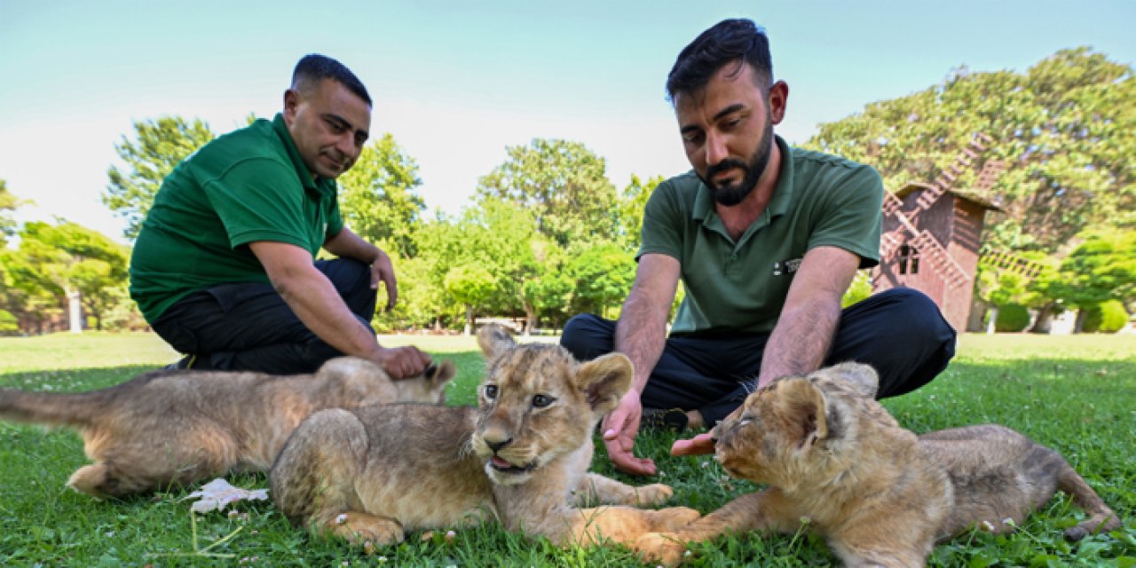 Gaziantep Doğal Yaşam Parkı’nda doğan aslan yavrularına isim aranıyor