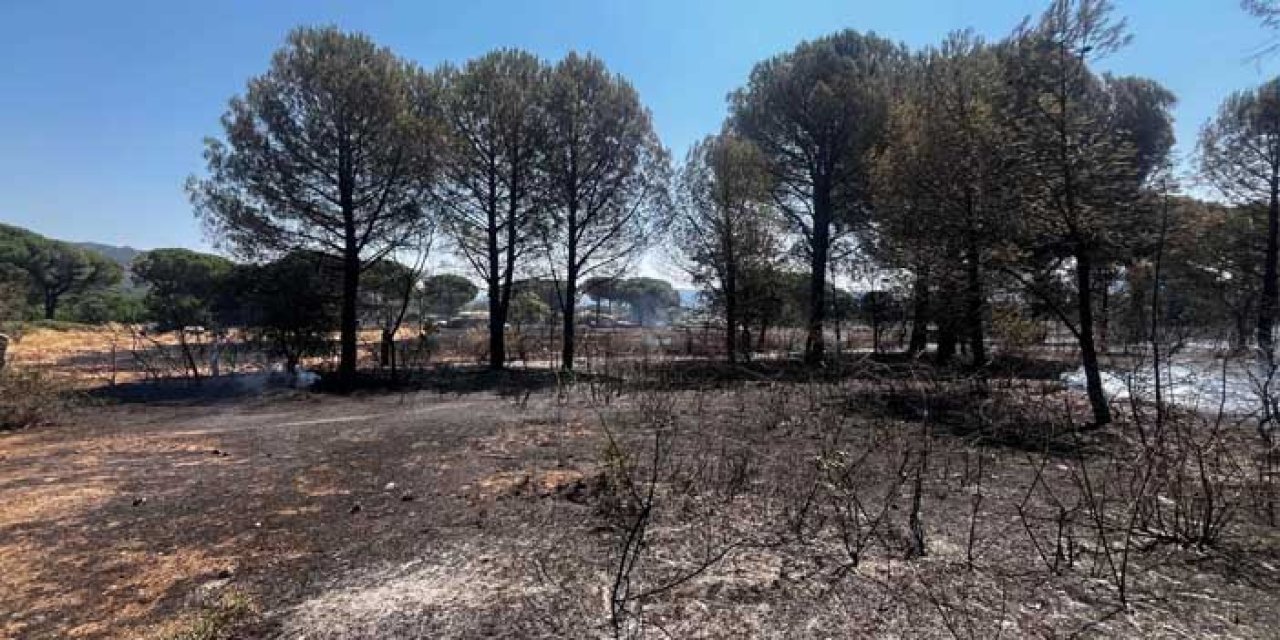 Bergama'da yangın: 16 hektarlık alan kül oldu!