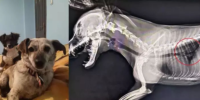 Köpeği öldüren sanığa ceza yağdı