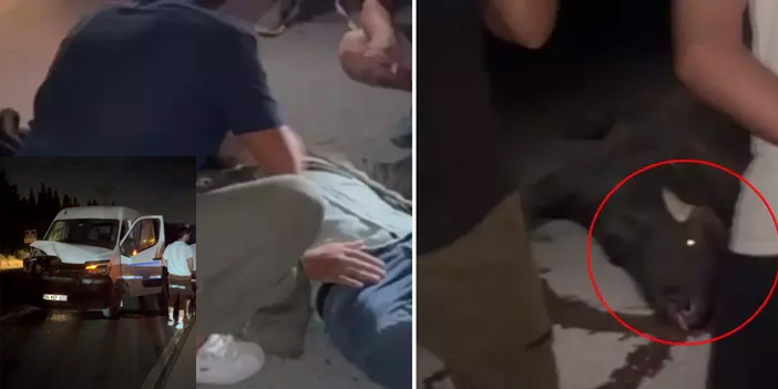 Arnavutköy’de başıboş manda kazası: 1’i ağır 3 yaralı