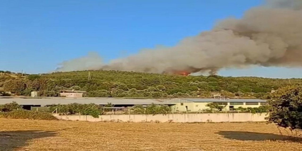 İzmir’de orman yangını