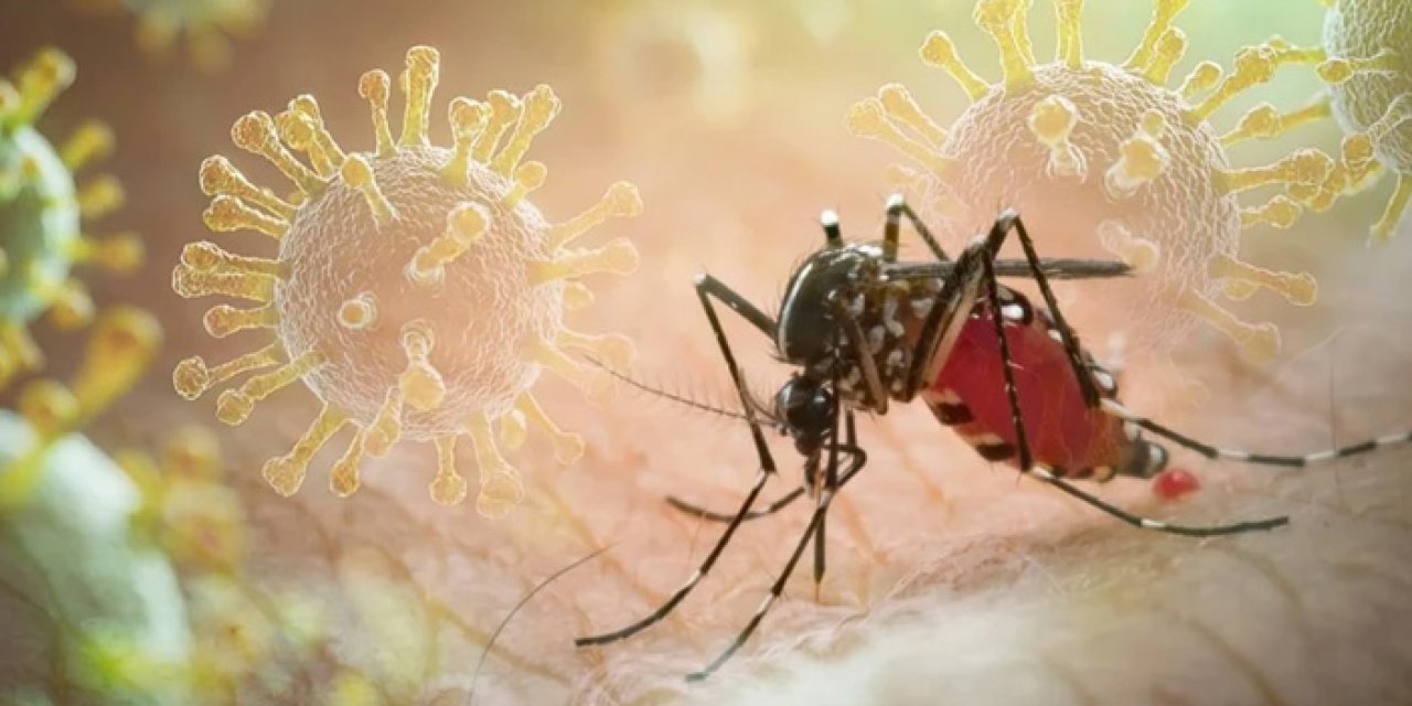 DSÖ Uyardı: Chikungunya Virüsü küresel tehdit