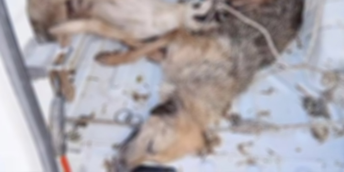 İzmir'de Dehşet: Kapalı araçta taşınan 4 köpek havasızlıktan öldü
