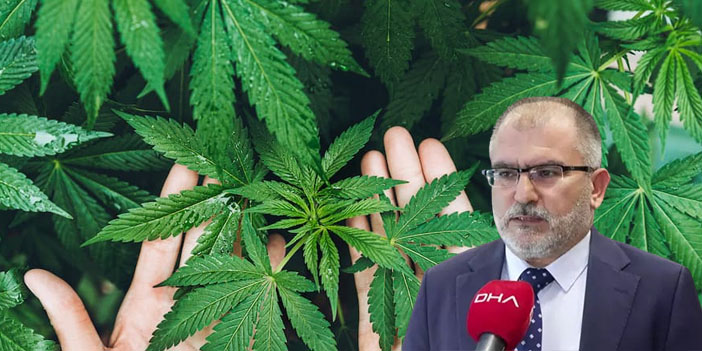 Tıbbi Kenevir eczanelerde reçeteyle satılacak: Yeni düzenleme yasalaştı