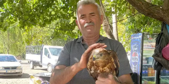 Yavru kızıl şahine esnaf şefkati